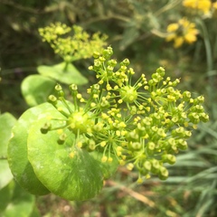Smyrnium perfoliatum rotundifolium