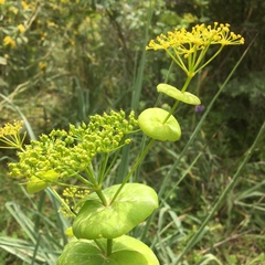 Smyrnium perfoliatum rotundifolium