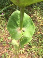 Smyrnium perfoliatum rotundifolium