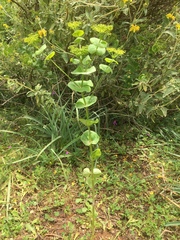 Smyrnium perfoliatum rotundifolium