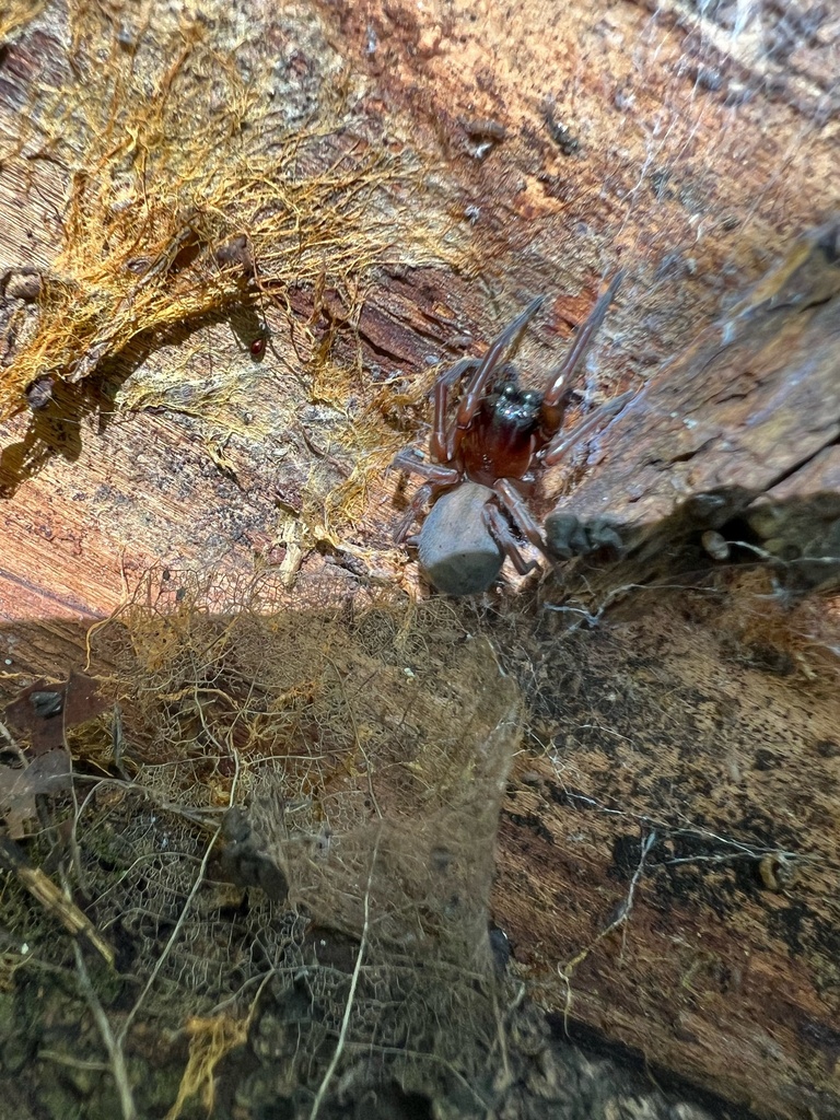 Callobius arizonicus