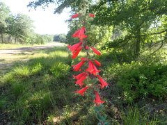 Penstemon murrayanus