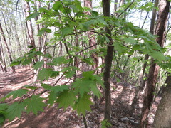 Acer japonicum