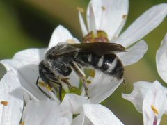 Lasioglossum sexnotatum