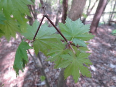 Acer japonicum