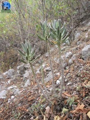 Pachyphytum longifolium