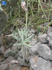Pachyphytum longifolium