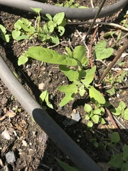Chenopodium ficifolium