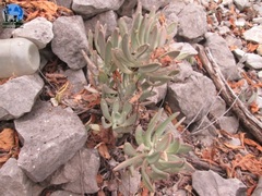 Pachyphytum longifolium