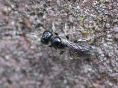 Crossocerus