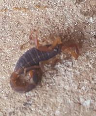 Centruroides margaritatus