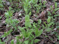 Stellaria bungeana
