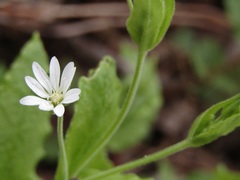Stellaria bungeana