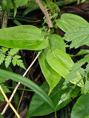 © Stargazer, some rights reserved (CC-BY-NC)