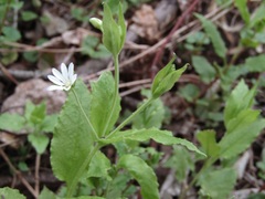 Stellaria bungeana