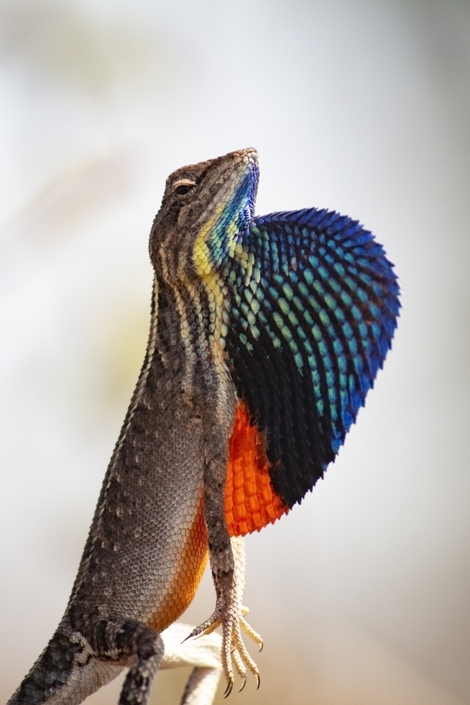 Deccan Fan-Throated Lizard