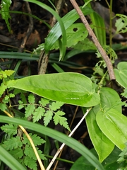 © Stargazer, some rights reserved (CC-BY-NC)