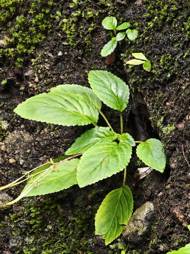 Petrocodon