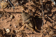Testudinellia unicolor