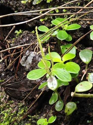 Peperomia japonica 3