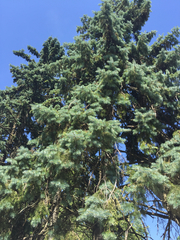 Pinaceae