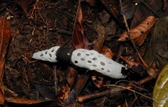 Staheliomyces cinctus