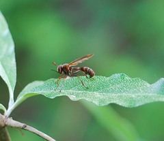 Physocephala rufipes