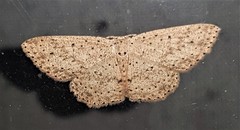 Cyclophora turneri