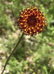 Gaillardia suavis