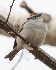 Spizella passerina passerina