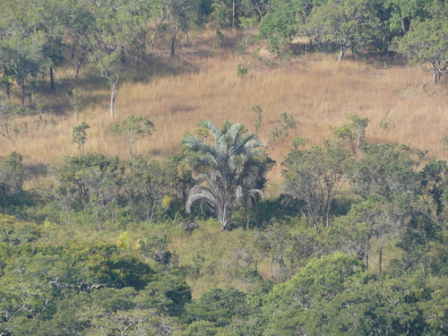 Foto de Palmeira-ráfia