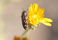Acmaeodera retifera