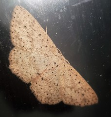Cyclophora turneri