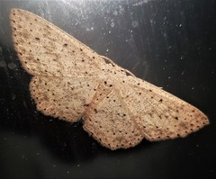 Cyclophora turneri