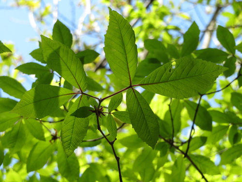 Acer maximowiczianum, photograph 5