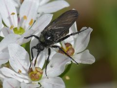 Empis ciliata