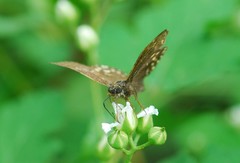 Erynnis montanus