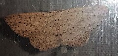 Cyclophora turneri