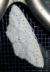Cyclophora turneri