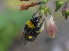 Bombus pratorum