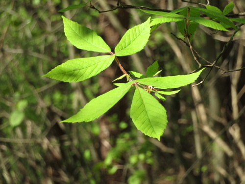 Acer maximowiczianum, photograph 6