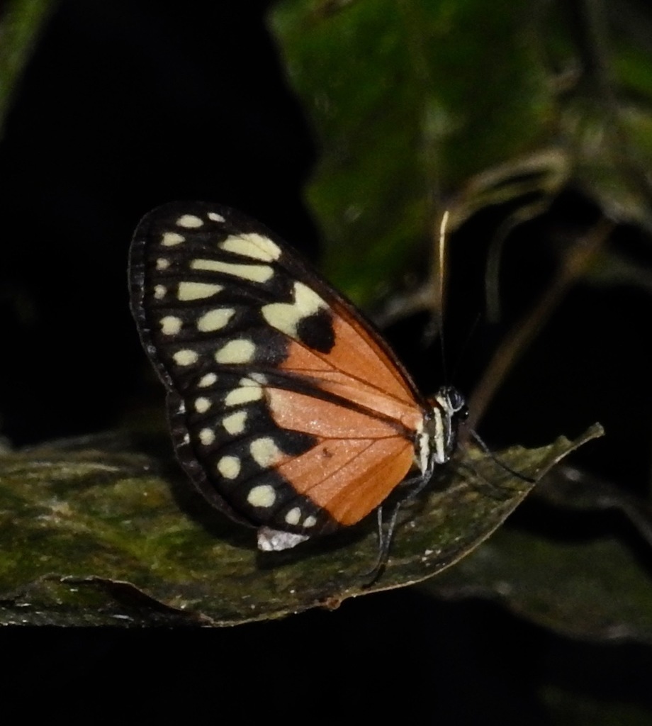 Napeogenes stella