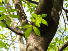 Acer maximowiczianum