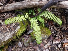 Polystichum tripteron