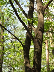 Acer maximowiczianum