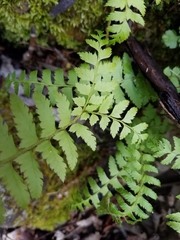Polystichum tripteron