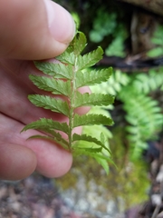 Polystichum tripteron