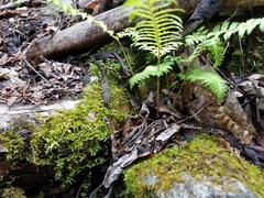Polystichum tripteron
