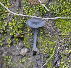 Entoloma discrepans