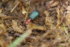 Brachinus crepitans
